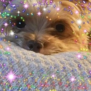 Meet your Posher, Susie